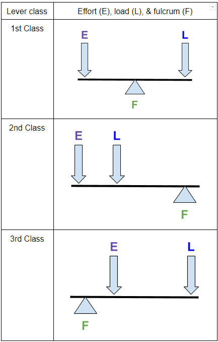 biomechanics-lever-systems-in-the-body